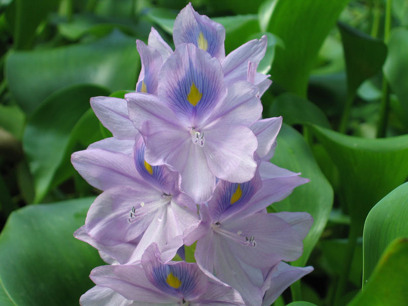 Wasserhyacinthe (Eichhornia crassipes)