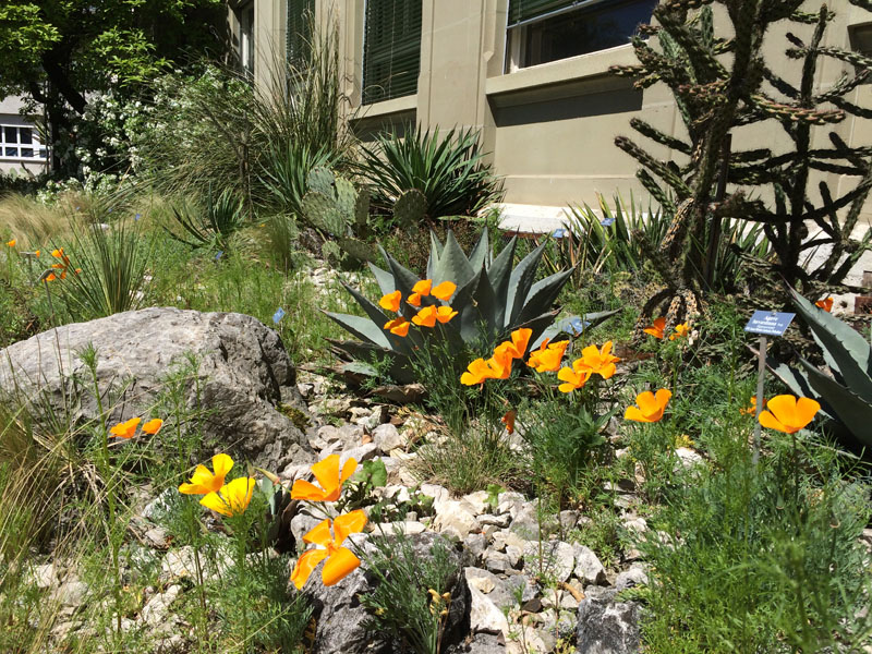 Die Freilandsukkulenten an der geschützen Wand des Instituts für Pflanzenwissenschaften, im Vordergrund die leuchtenden Eschscholzia californica