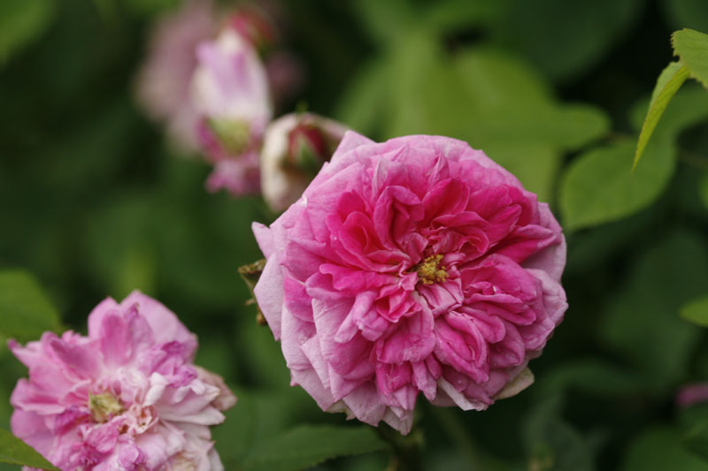Tausendblättrige Rose, Zentifolie (Rosa centifolia)