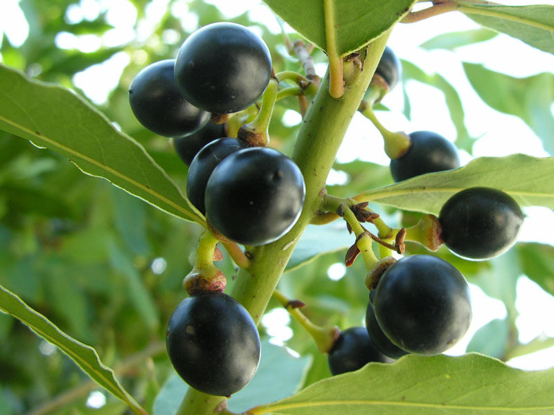 Lorbeer (Laurus nobilis)