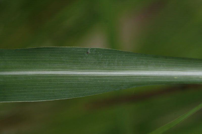 Zitronengras (Cymbopogon citratus): Blattdetail