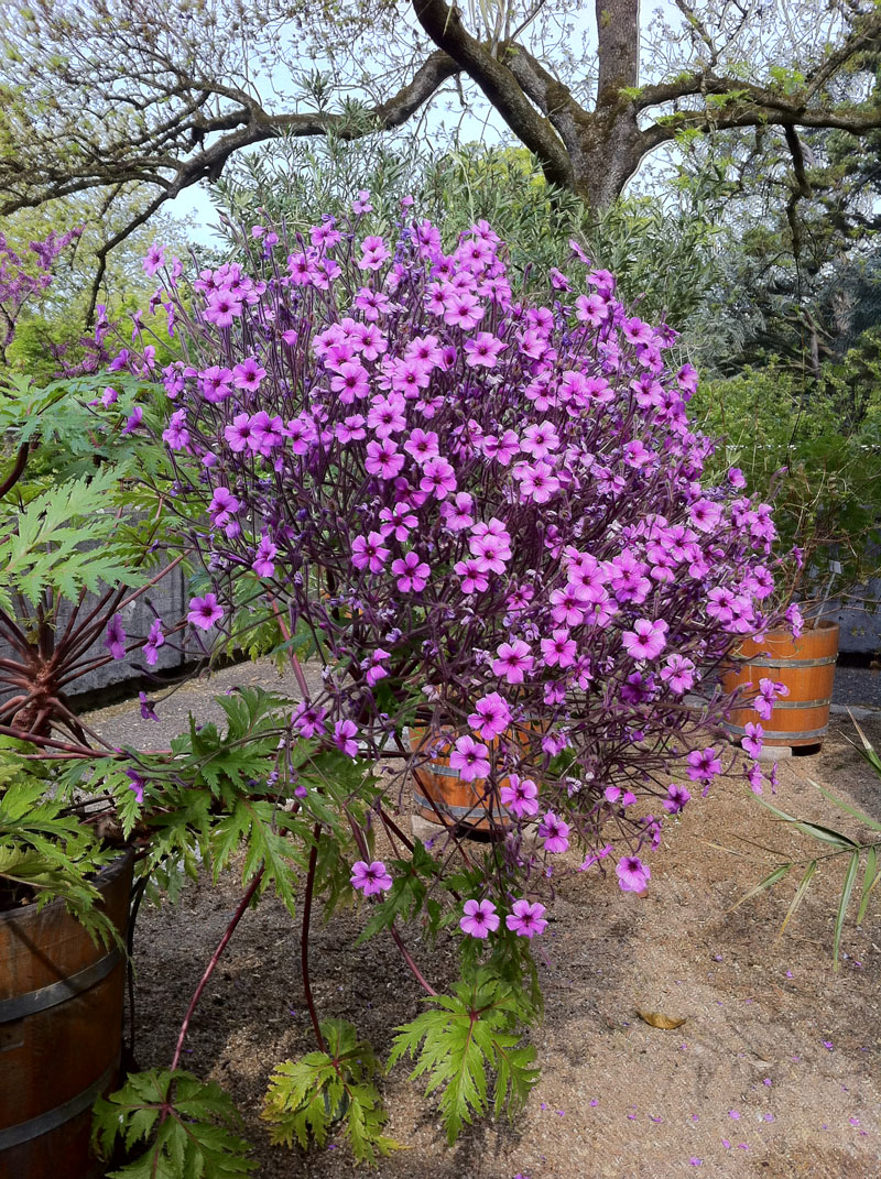 Madeira-Storchenschnabel (Geranium maderense) ein Madeira-Endemit