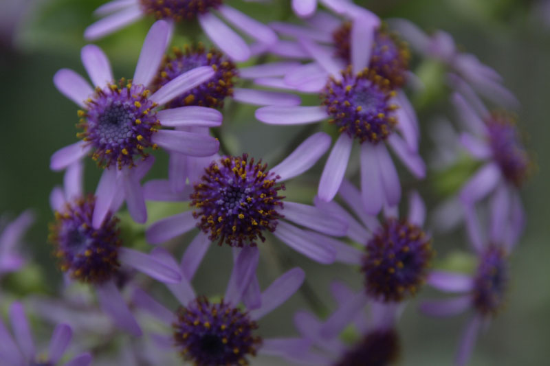 Webbs Cinarie (Pericallis webbii) ein Gran Canaria-Endemit (wächst nur auf Gran Canaria)