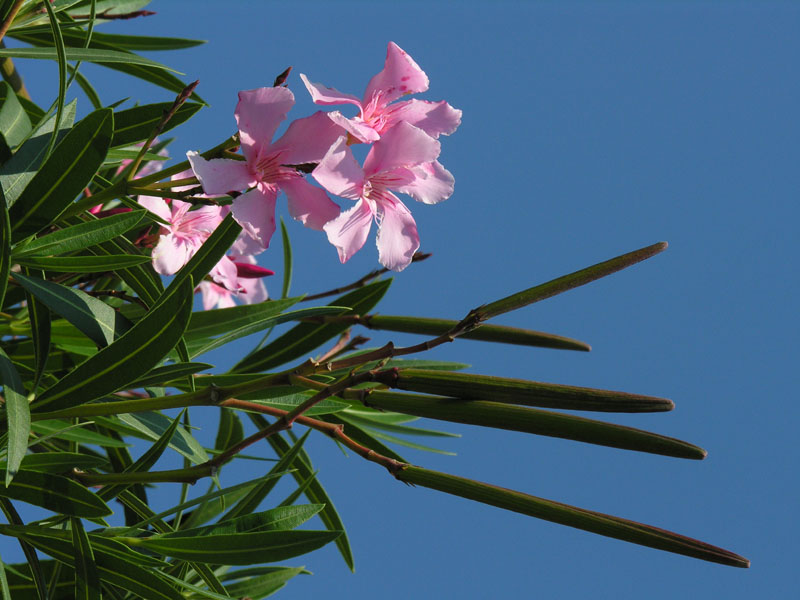 Oleander (Nerium oleander) als Zierpflanze in Gärten angepflanzt und zum Teil verwildert. Stammt aus dem Mittelmeerraum