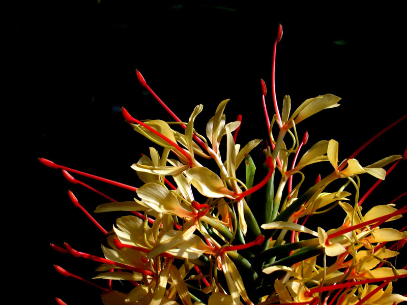 Zieringwer (Hedychium gardnerianum)