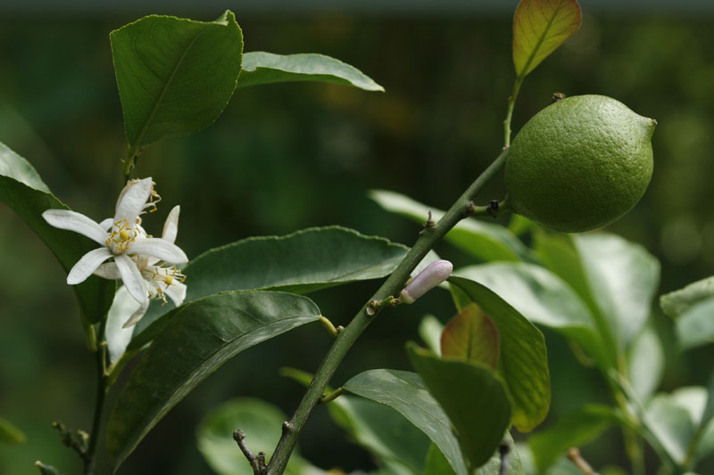 Zitronenbaum (Citrus limon)