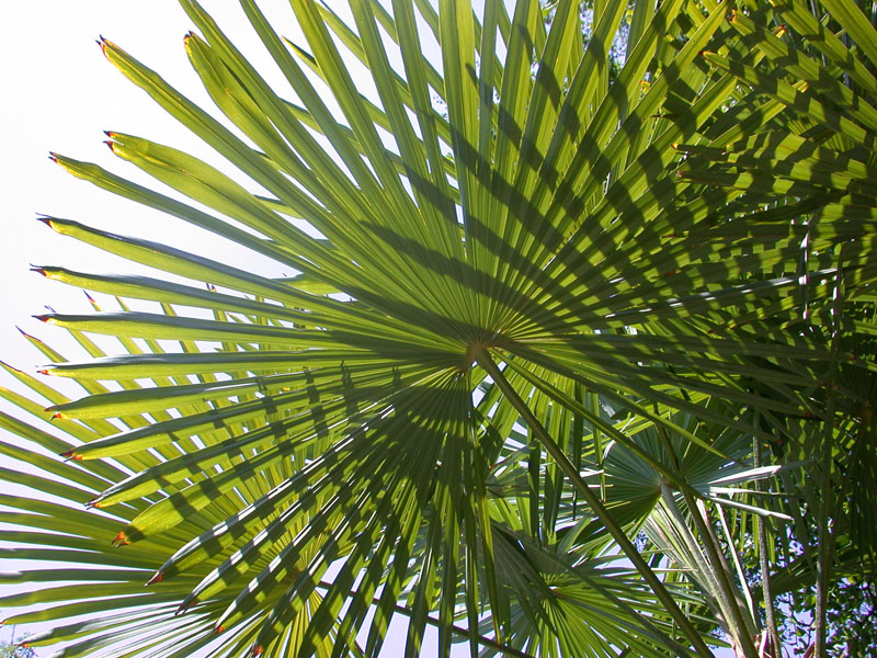 Chinesische Hanfpalme (Trachycarpus fortunei)