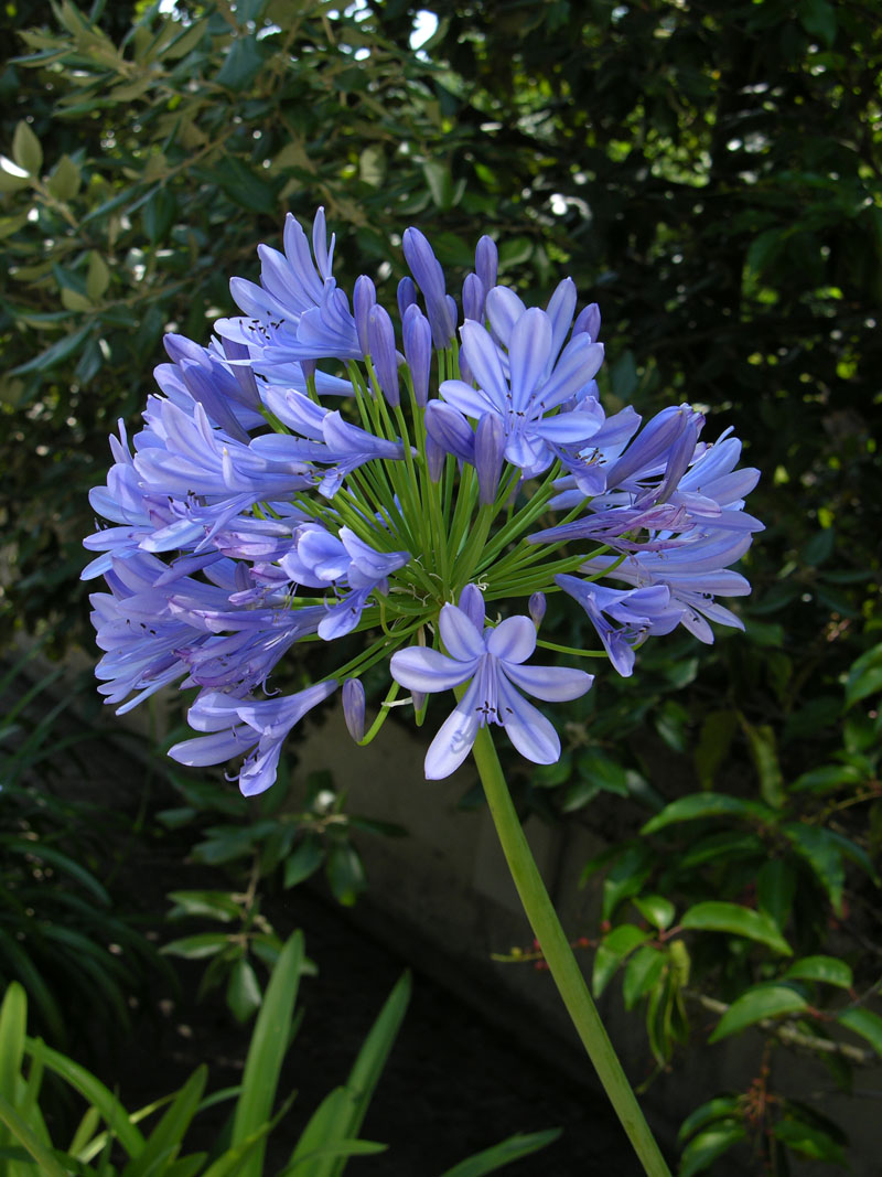 Schmucklilie (Agapanthus praecox)