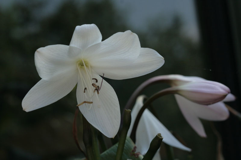 Busch-Hakenlilie (Crinum moorei)