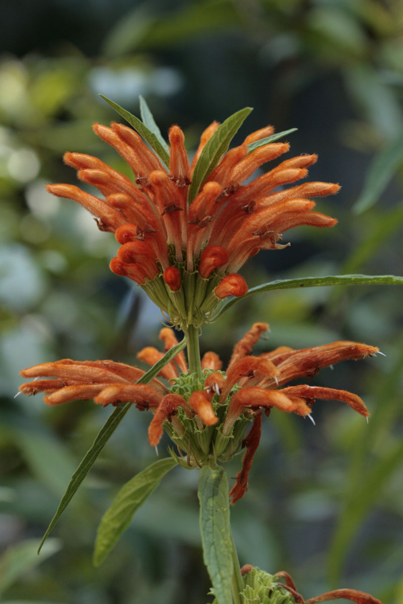 Grossblättriges Löwenohr (Leonotis leonorus)