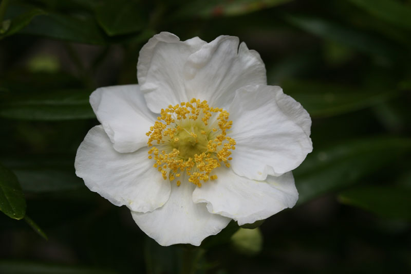 Baumanemone (Carpenteria californica)