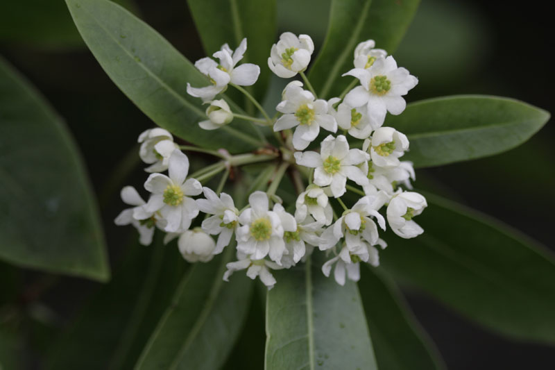 Winterrinde (Drimys winteri)