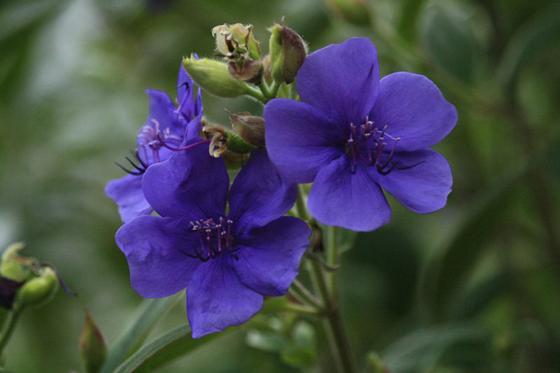 Prinzessinnenstrauch (Tibouchina urvilleana)