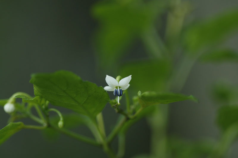 Blüte von Tepin, der Ursprungsform von Peperoni, Paprika und Chili-Züchtungen (Capsicum annuum var. glabriusculum)