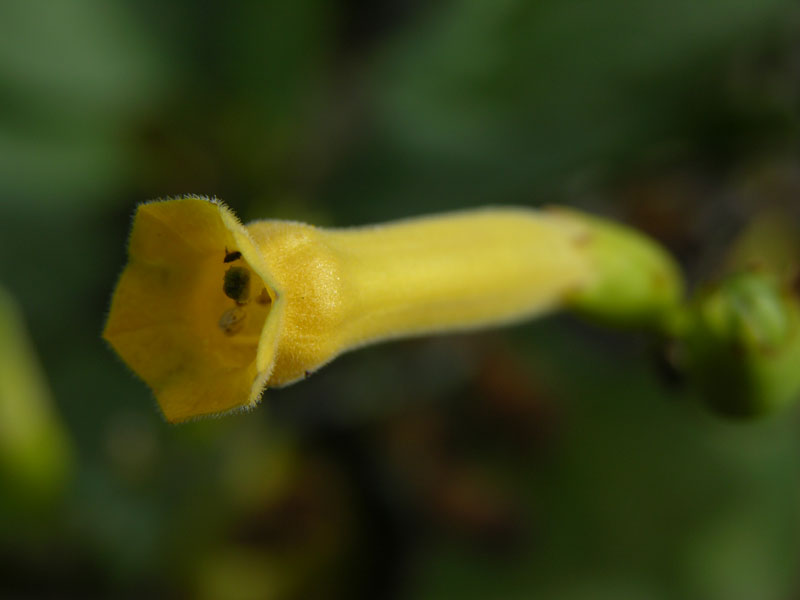 Blaugrüner Tabak (Nicotiana glauca)