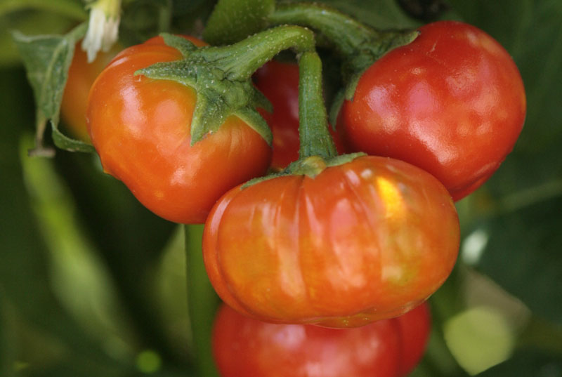 Menschenfressertomate (Solanum viride)