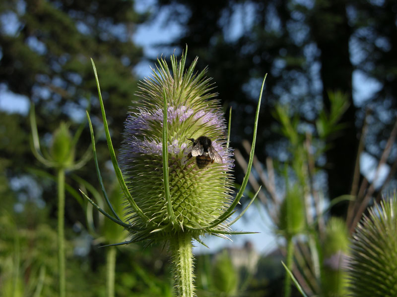 Wilde Karde (Dipsacus fullonum)