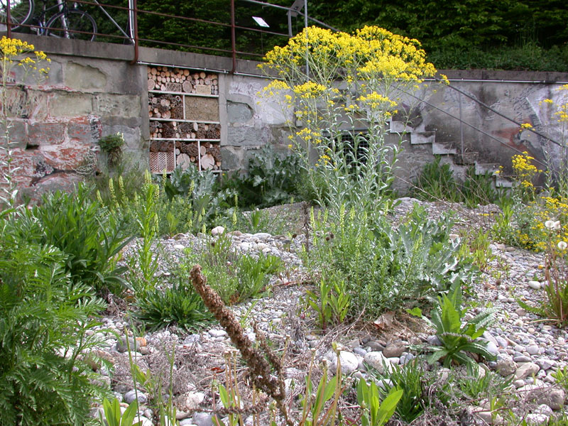 Ruderalfläche mit u.a. Färber-Waid (Isatis tinctoria)