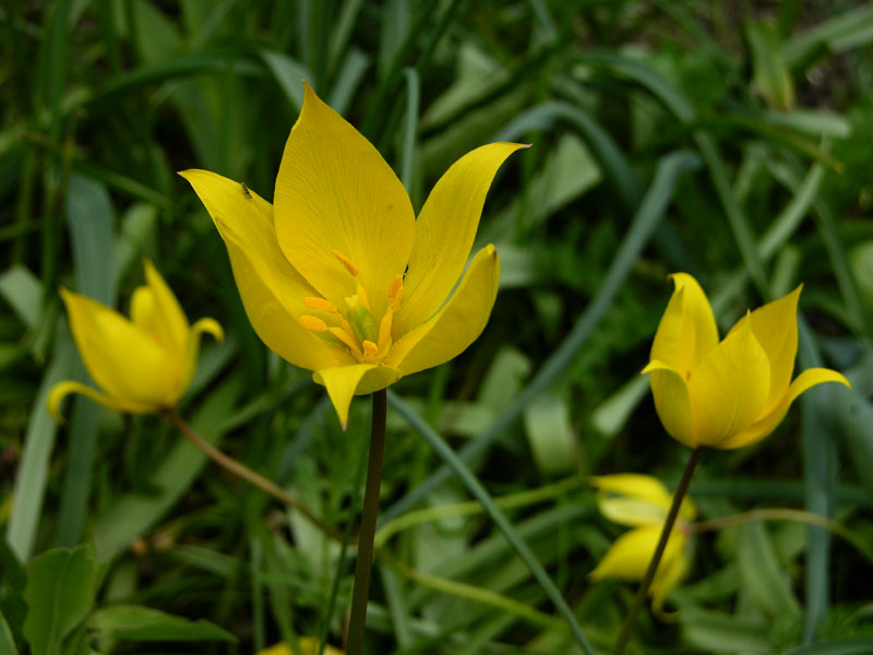 Weinberg-Tulpe (Tulipa sylvestris)