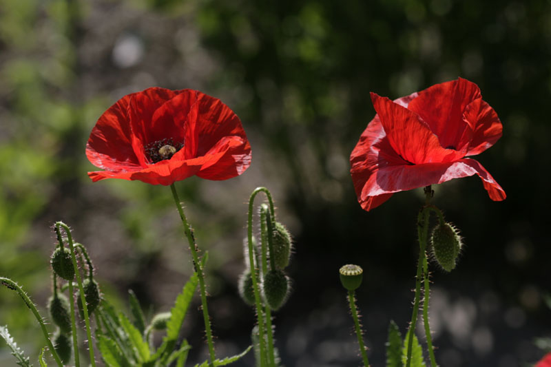 Klatsch-Mohn (Papaver rhoeas)