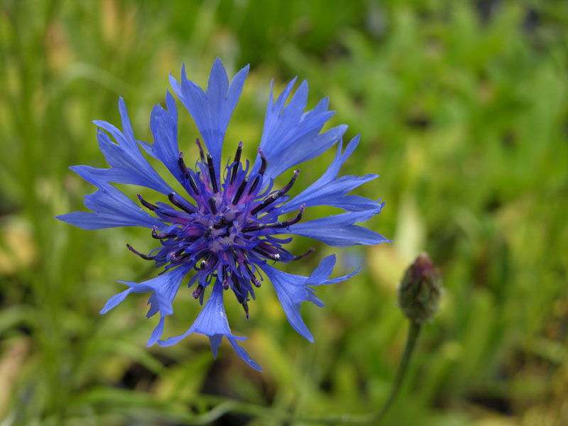 Kornblume (Centaurea cyanus)
