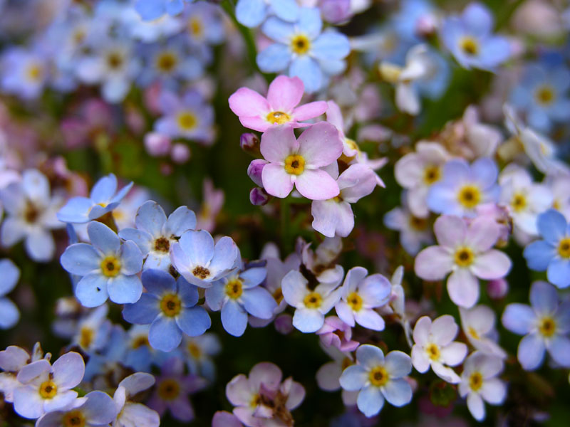 Bodensee-Vergissmeinnicht (Myosotis rehsteineri)