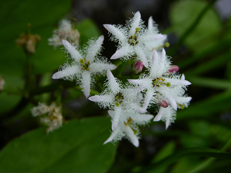 Fieberklee (Menyanthes trifoliata)