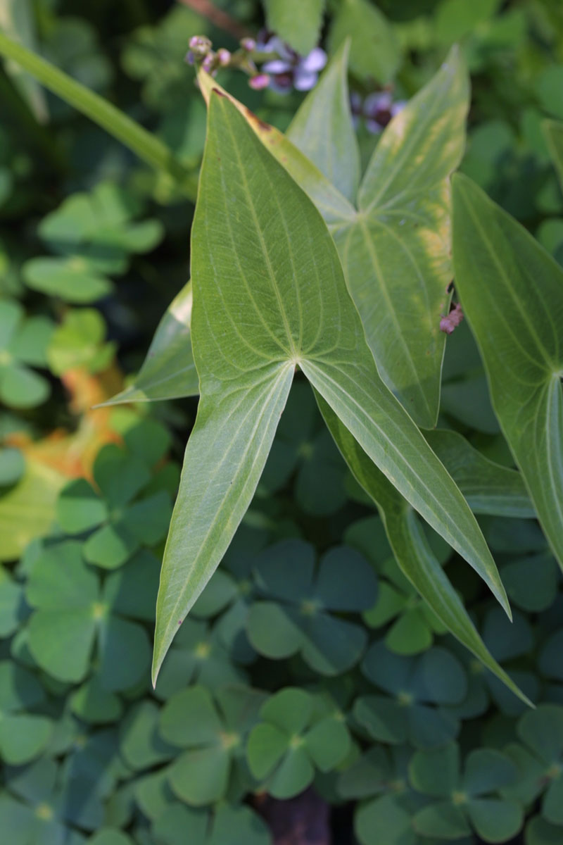 Echtes Pfeilkraut (Sagittaria sagittifolia) und vierblättriger Kleefarn (Marsilea quadrifolia)