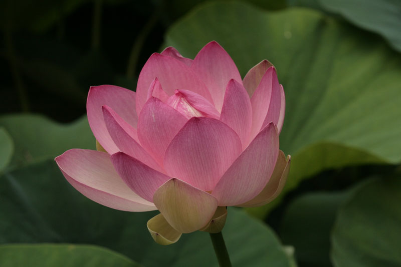 Indische Lotosblume (Nelumbo nucifera) ist zwar nicht einheimisch, gedeiht aber im hinteren Sumpftrog sehr gut und erzückt mit seinen wunderbaren Blüten