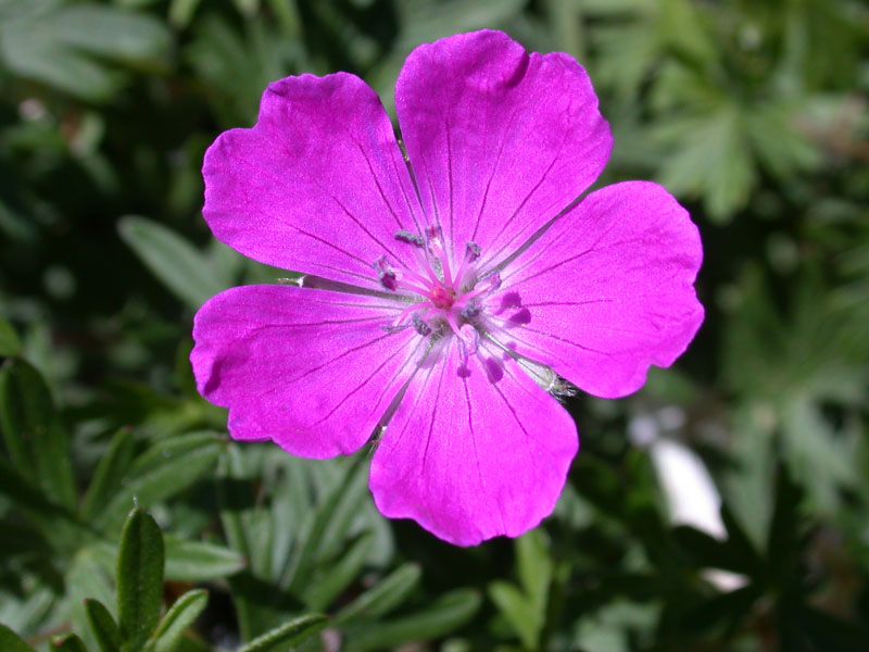 Blutroter Storchschnabel (Geranium sanguineum)