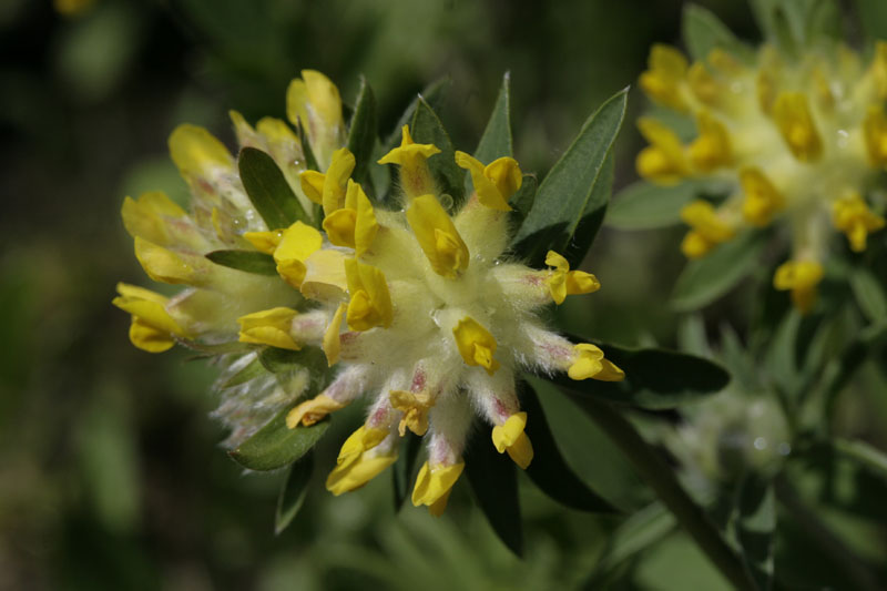 Gemeiner Wundklee (Anthyllis vulneraria)