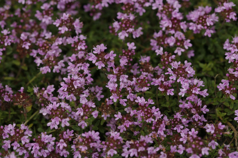 Feld-Thymian (Thymus serpyllum)