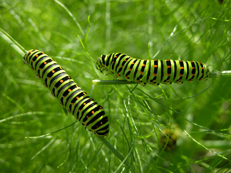 Schwalbenschwanz Raupen (Papilio machaon) auf Gewürzfenchel (Foeniculum vulgare)