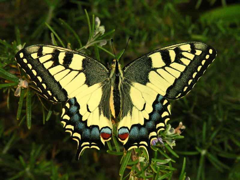 Schwalbenschwanz (Papilio machaon)