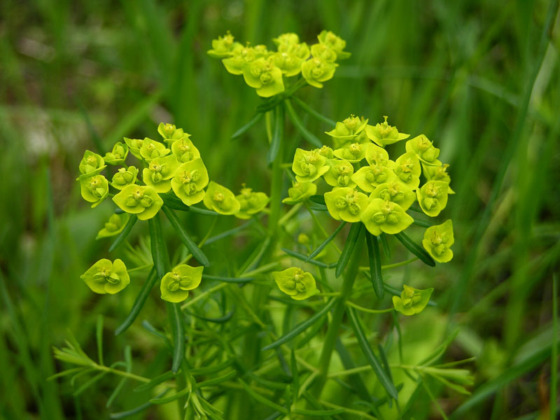 Zypressenblättrige Wolfsmilch (Euphorbia cyparissias)