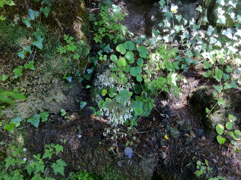Kriechender Steinbrech (Saxifraga stolonifera)