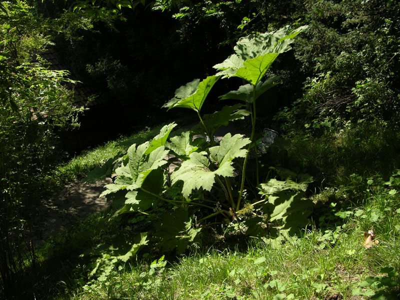 Chilenische Gunnera (Gunnera tinctoria) wächst gleich neben der Grotte