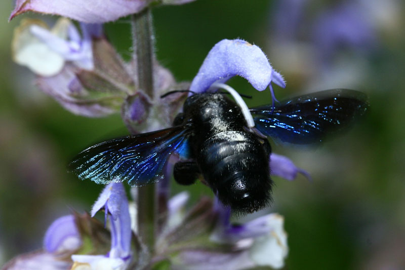 Grosse Holzbiene (Xylocopa violacea) an Muskateller-Salbei (Salvia sclarea)