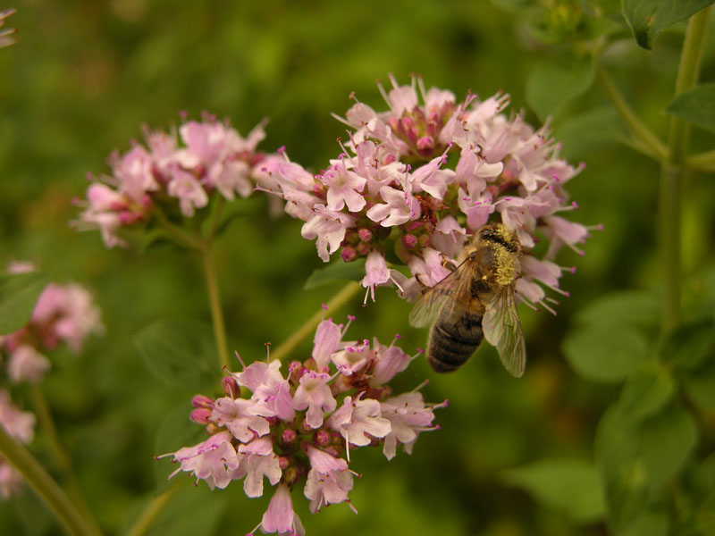 Honigbiene (Apis sp.) auf Wildem Dost (Oregano vulgare) mit Blütenstaub bepudert