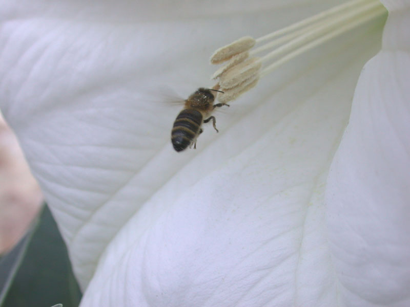 Honigbiene (Apis sp.) an Giftstechapfel-Blüte (Datura Innoxia)
