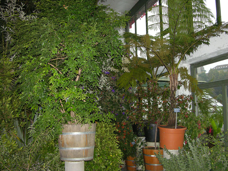 In der Orangerie werden Kübelpflanzen überwintert, im Sommer dient sie als Ausstellungsraum