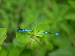 Hufeisen-Azurjungfer (Coenagrion puella)