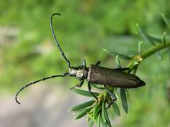 Moschusbock (Aromia moschata)