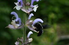 Grosse Holzbiene (Xylocopa violaceaim)