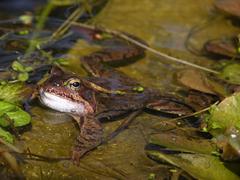 Grasfrosch (Rana temporaria)