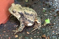 Erdkröte (Bufo bufo) im Palmenhaus