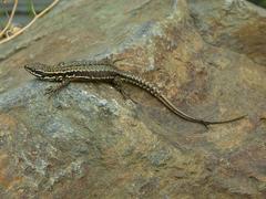 Mauereidechse (Podarcis muralis) im Alpinum