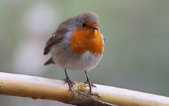 Rotkehlchen (Erihacus-rubecula).