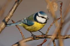 Blaumeise (Cyanestes caeruleus)