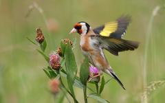 Distelfink (Carduelis carduelis)